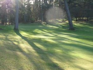 2 trees guarding the 2nd green
